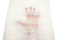 Off White Floral Scalloped Edge Lace Fabric 1 yard 24 inches LMS00086